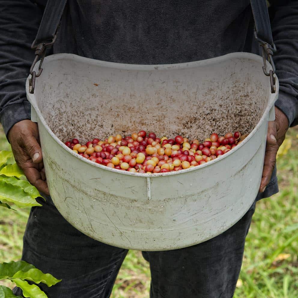 Fair Trade Coffee Partner with fresh coffee